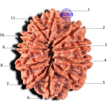 Load image into Gallery viewer, 11 Mukhi Nepalese Rudraksha - Bead No. 440
