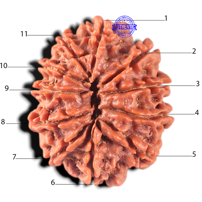 11 Mukhi Nepalese Rudraksha - Bead No. 440