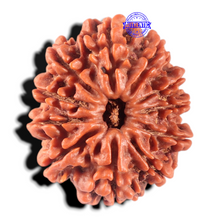 Load image into Gallery viewer, 11 Mukhi Nepalese Rudraksha - Bead No. 440
