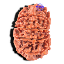 Load image into Gallery viewer, 11 Mukhi Nepalese Rudraksha - Bead No. 440
