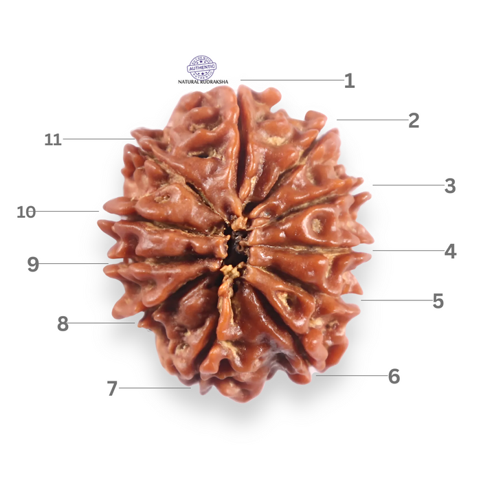 11 Mukhi Nepalese Rudraksha - Bead No. 401