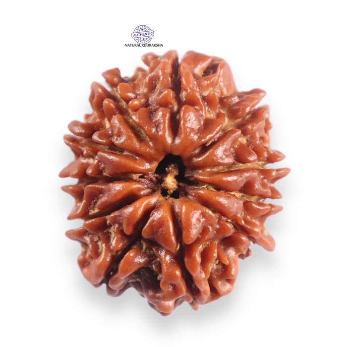11 Mukhi Nepalese Rudraksha - Bead No. 401