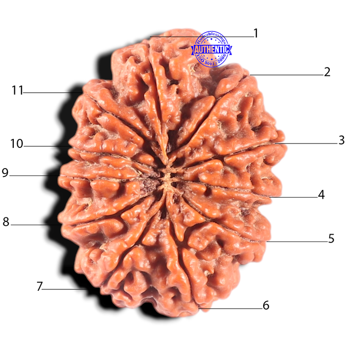11 Mukhi Nepalese Rudraksha - Bead No. 441