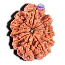 Load image into Gallery viewer, 11 Mukhi Nepalese Rudraksha - Bead No. 441
