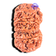 Load image into Gallery viewer, 11 Mukhi Nepalese Rudraksha - Bead No. 441
