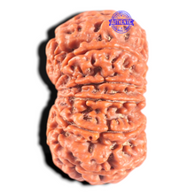 Load image into Gallery viewer, 11 Mukhi Nepalese Rudraksha - Bead No. 441
