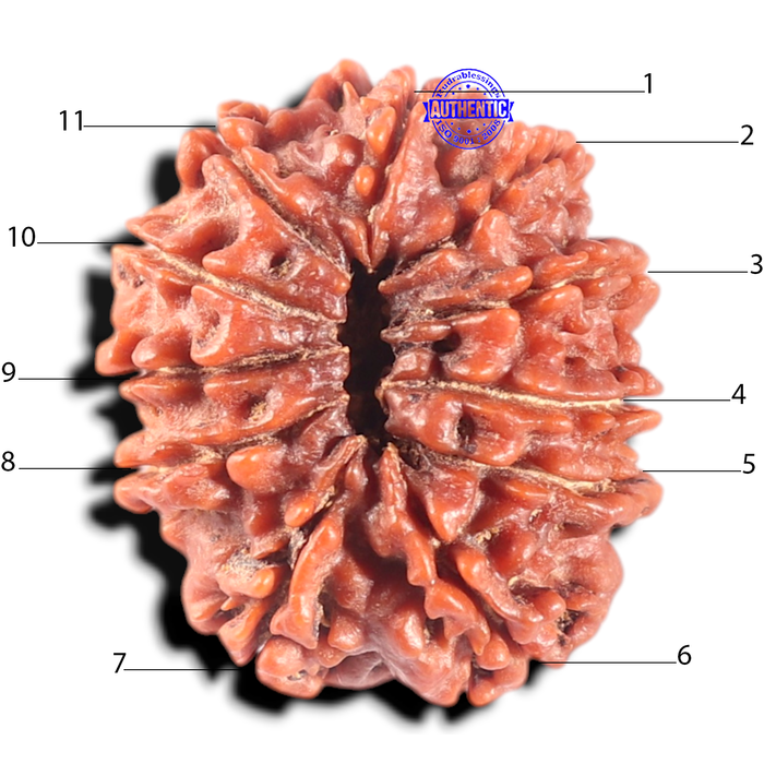 11 Mukhi Nepalese Rudraksha - Bead No. 442