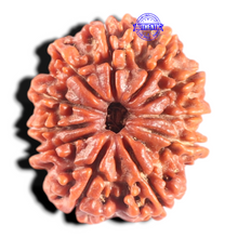 Load image into Gallery viewer, 11 Mukhi Nepalese Rudraksha - Bead No. 442
