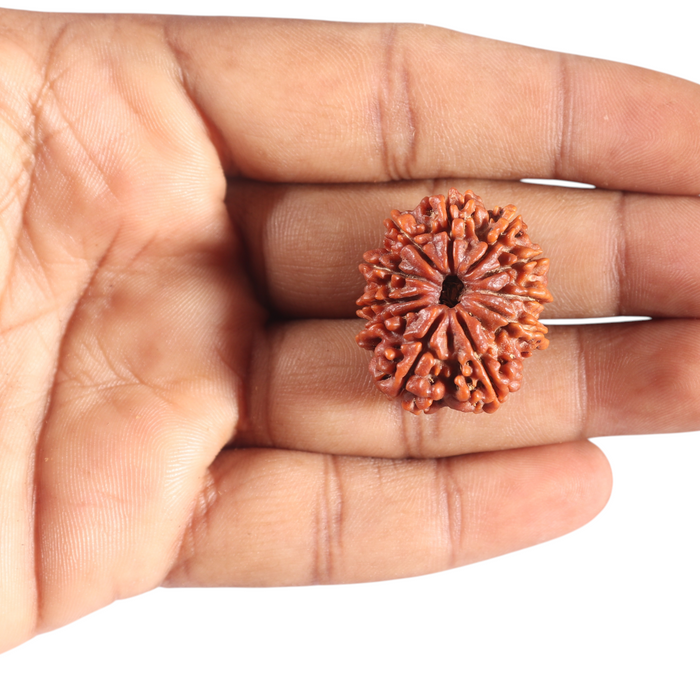11 Mukhi Nepalese Rudraksha - Bead No. 442