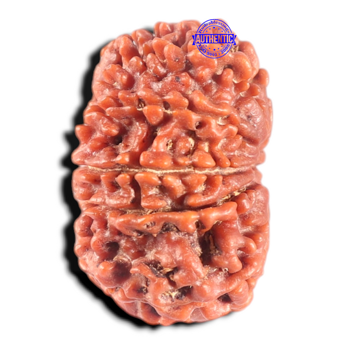 11 Mukhi Nepalese Rudraksha - Bead No. 442