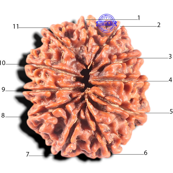 11 Mukhi Nepalese Rudraksha - Bead No. 443