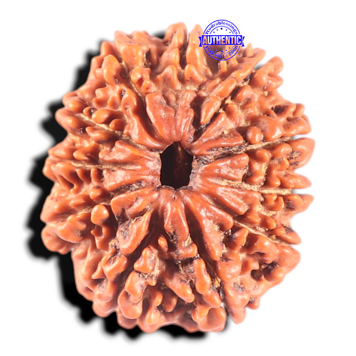 11 Mukhi Nepalese Rudraksha - Bead No. 443