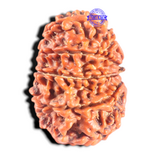 Load image into Gallery viewer, 11 Mukhi Nepalese Rudraksha - Bead No. 443
