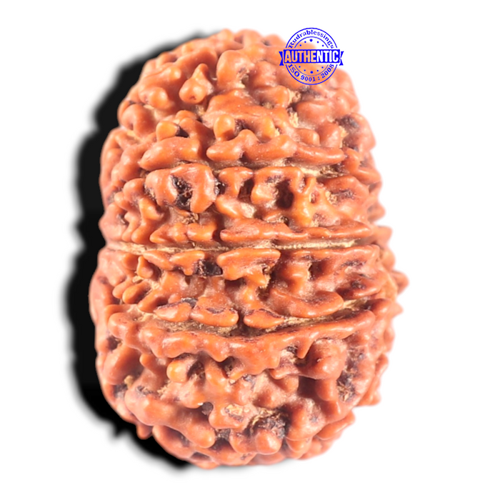 11 Mukhi Nepalese Rudraksha - Bead No. 443