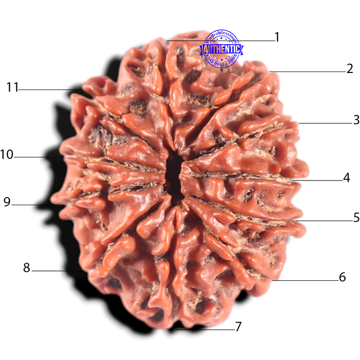 11 Mukhi Nepalese Rudraksha - Bead No. 444