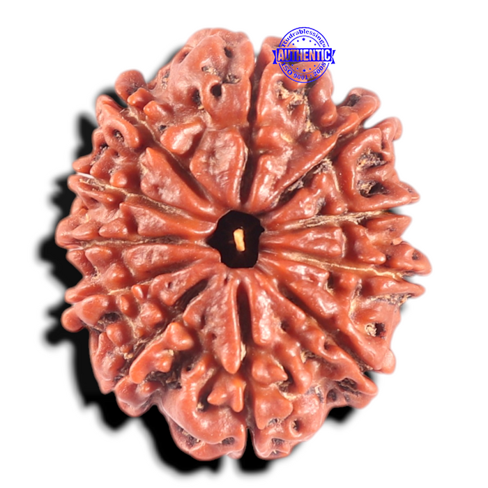 11 Mukhi Nepalese Rudraksha - Bead No. 444