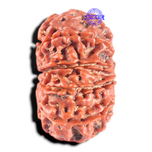 Load image into Gallery viewer, 11 Mukhi Nepalese Rudraksha - Bead No. 444
