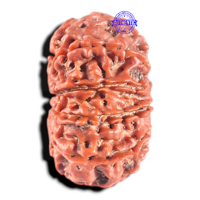 11 Mukhi Nepalese Rudraksha - Bead No. 444