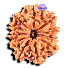Load image into Gallery viewer, 11 Mukhi Nepalese Rudraksha - Bead No. 446
