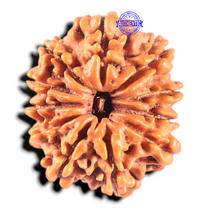 11 Mukhi Nepalese Rudraksha - Bead No. 446