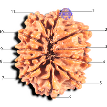Load image into Gallery viewer, 11 Mukhi Nepalese Rudraksha - Bead No. 446
