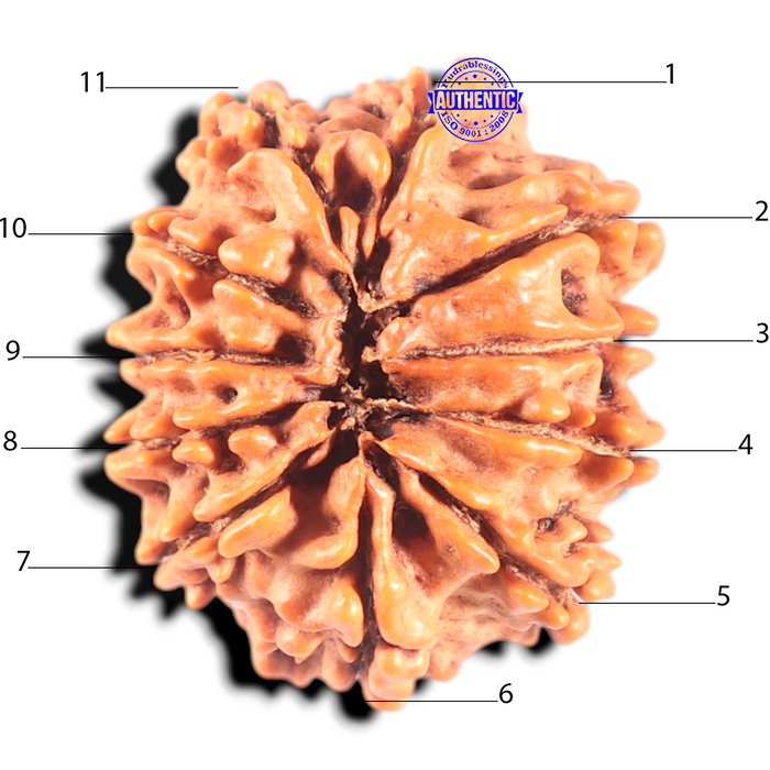11 Mukhi Nepalese Rudraksha - Bead No. 446