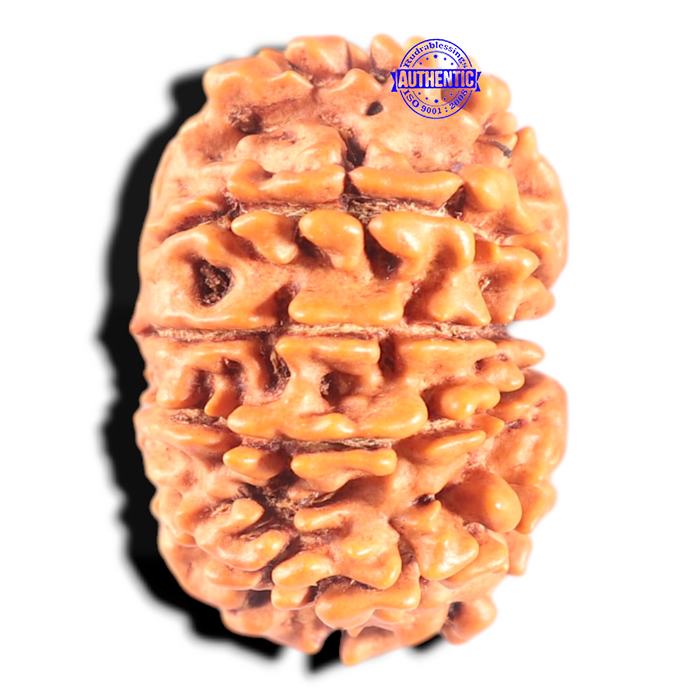 11 Mukhi Nepalese Rudraksha - Bead No. 446