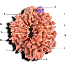 Load image into Gallery viewer, 11 Mukhi Nepalese Rudraksha - Bead No. 447
