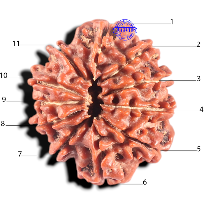 11 Mukhi Nepalese Rudraksha - Bead No. 447