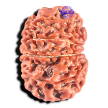 Load image into Gallery viewer, 11 Mukhi Nepalese Rudraksha - Bead No. 447

