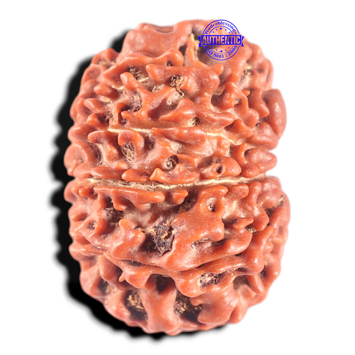 11 Mukhi Nepalese Rudraksha - Bead No. 447