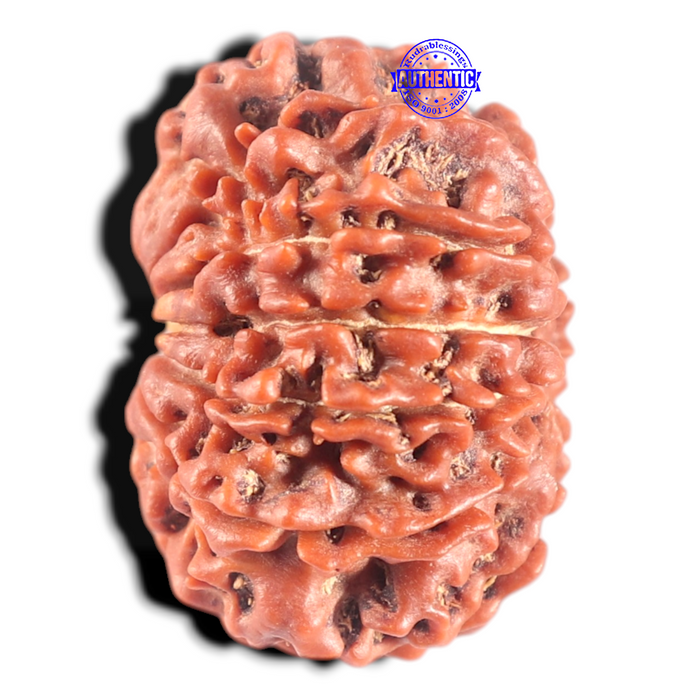 11 Mukhi Nepalese Rudraksha - Bead No. 447