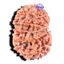 Load image into Gallery viewer, 11 Mukhi Nepalese Rudraksha - Bead No.449
