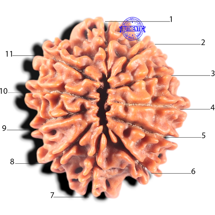11 Mukhi Nepalese Rudraksha - Bead No. 450