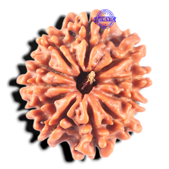 11 Mukhi Nepalese Rudraksha - Bead No. 450