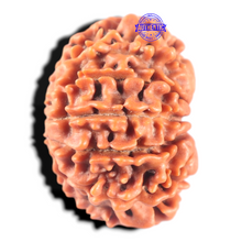 Load image into Gallery viewer, 11 Mukhi Nepalese Rudraksha - Bead No. 450

