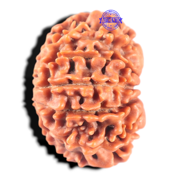 11 Mukhi Nepalese Rudraksha - Bead No. 450