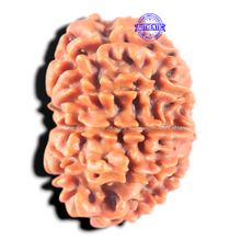 Load image into Gallery viewer, 11 Mukhi Nepalese Rudraksha - Bead No. 450
