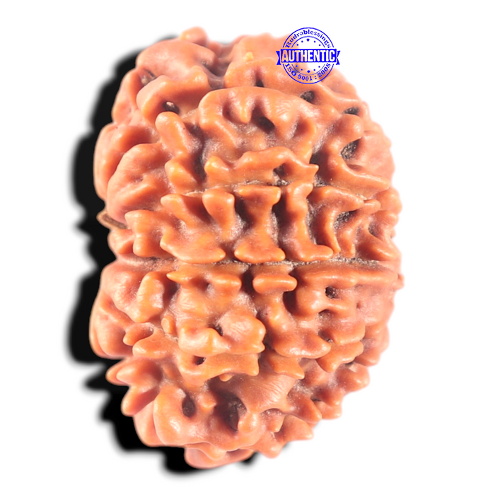 11 Mukhi Nepalese Rudraksha - Bead No. 450