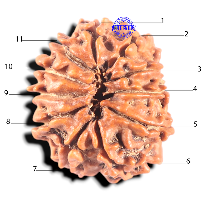 11 Mukhi Nepalese Rudraksha - Bead No. 451