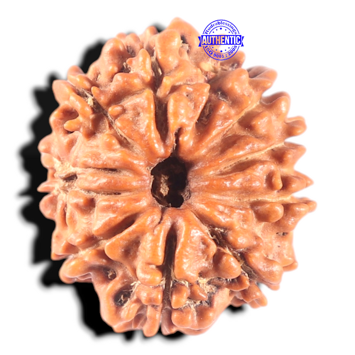 11 Mukhi Nepalese Rudraksha - Bead No. 451