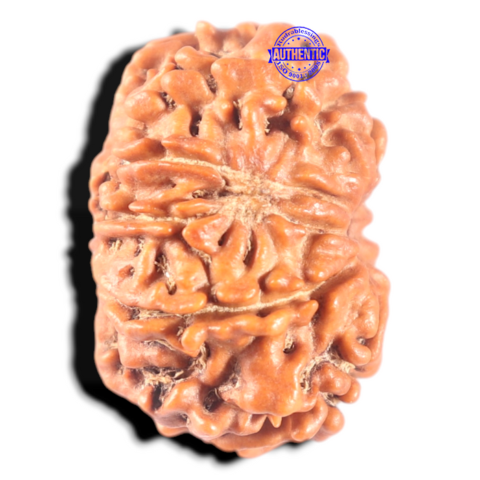 11 Mukhi Nepalese Rudraksha - Bead No. 451