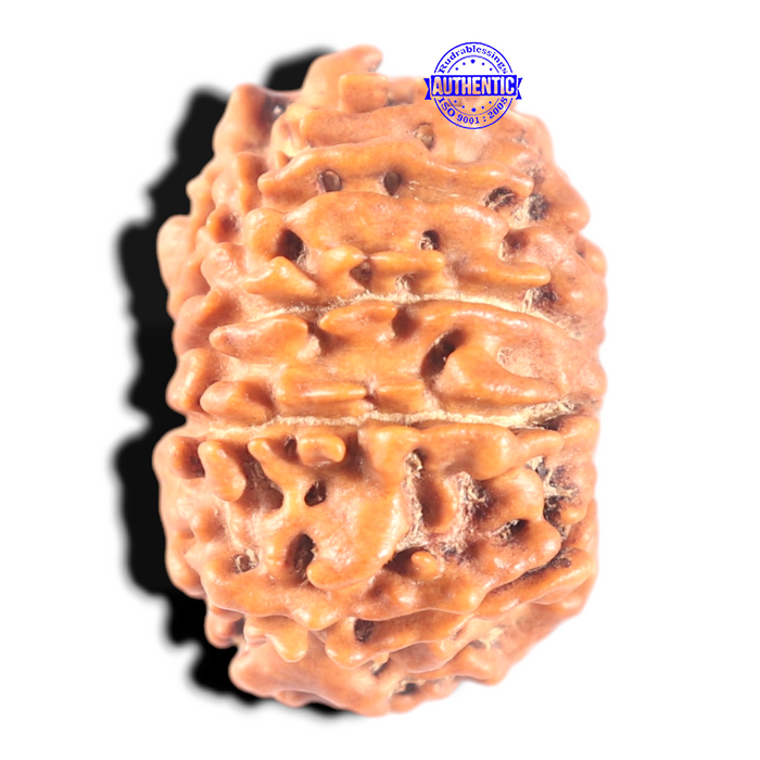 11 Mukhi Nepalese Rudraksha - Bead No. 451