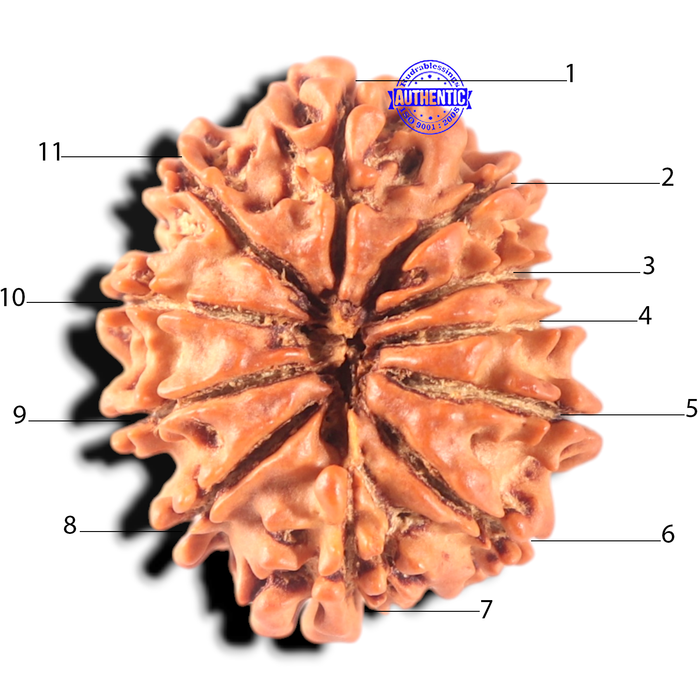11 Mukhi Nepalese Rudraksha - Bead No. 452