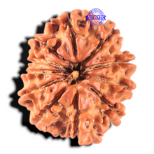 Load image into Gallery viewer, 11 Mukhi Nepalese Rudraksha - Bead No. 452
