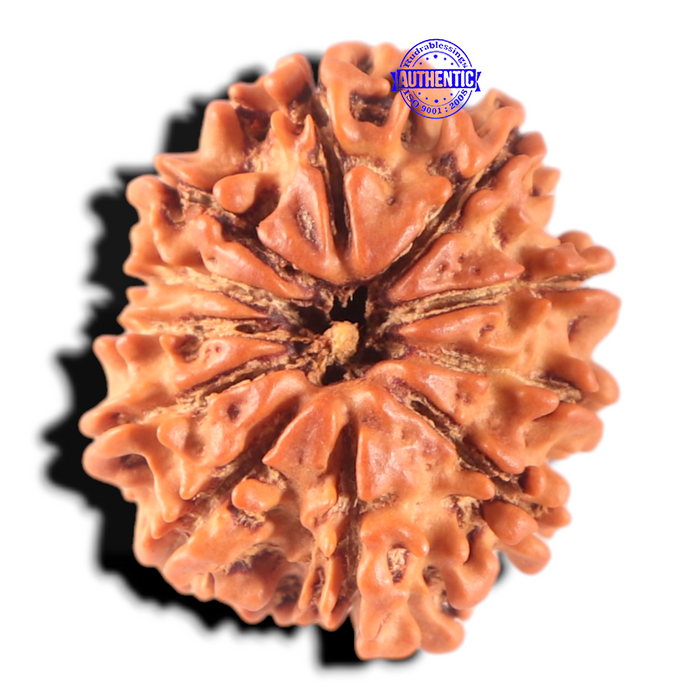 11 Mukhi Nepalese Rudraksha - Bead No. 452