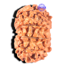 Load image into Gallery viewer, 11 Mukhi Nepalese Rudraksha - Bead No. 452
