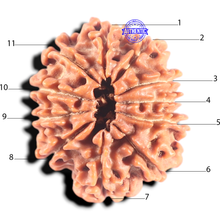 Load image into Gallery viewer, 11 Mukhi Nepalese Rudraksha - Bead No. 453
