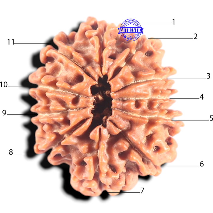 11 Mukhi Nepalese Rudraksha - Bead No. 453