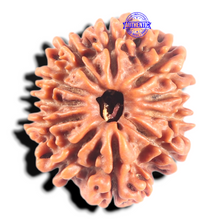 Load image into Gallery viewer, 11 Mukhi Nepalese Rudraksha - Bead No. 453
